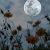 starshine4